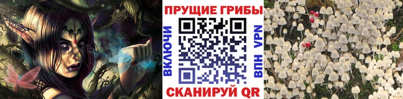 купить  сайты  Жиздра  Галлюциногенные грибы MAGIC MUSHROOMS 